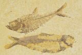 Plate With Two Fossil Fish (Diplomystus & Knightia) - Wyoming #379361-1